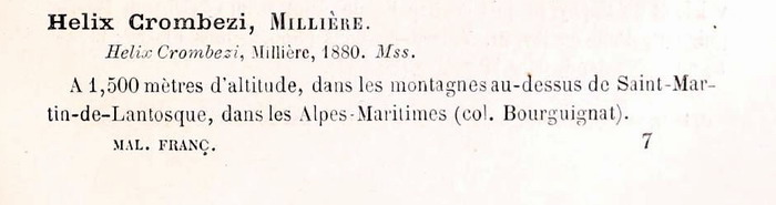 Chilostoma(Corneola)crombezi (LOCARD, 1882) - Mercantour